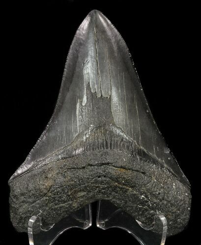 Serrated, Fossil Megalodon Tooth #57173